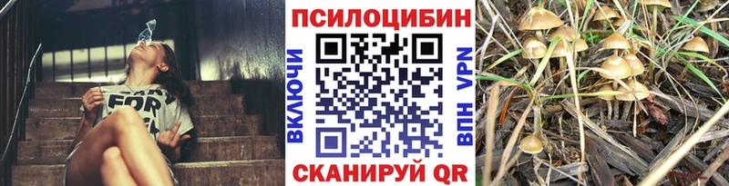 дарнет шоп Циолковский Галлюциногенные грибы Cubensis